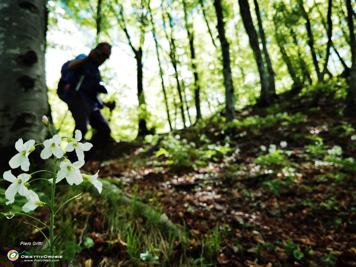 35 Scendendo da Cima di Muschiada traccia-sentierino fiorito di Dentaria minore (Cardamine bulbifera).jpg